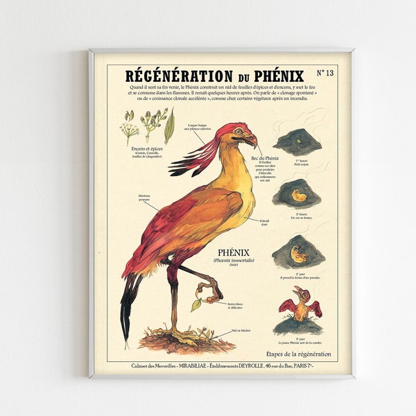 The Phoenix Bird Anatomy Digital Print Fire Bird French Poster Vintage Illustration Fantastic Creatures Printable Wall Art Magic Lore