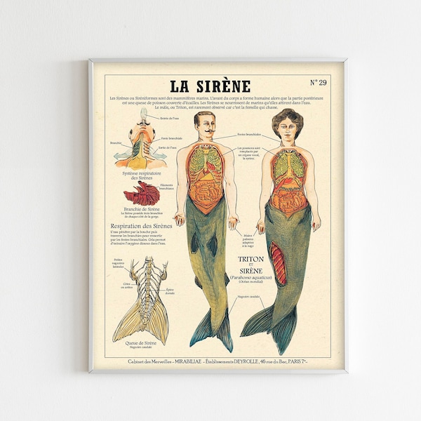 The Siren Fantastic Creatures Anatomy Digital Print Mermaid French Poster from a Vintage Illustration. Printable Wall Art.