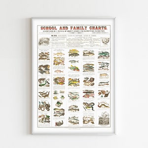 Fish and Reptiles Species Print. Vintage School Poster. Learn Fish Chart. Biology School Plate With Names. Teaching Poster.