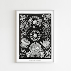 Puede incluir: Lámina botánica en blanco y negro enmarcada con ilustraciones detalladas de diversos organismos marinos. La obra de arte presenta intrincados dibujos lineales de criaturas parecidas a medusas y otra vida marina, sobre un fondo oscuro. La impresión está encerrada en un marco plateado.