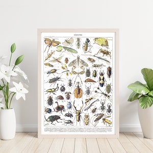 Insect Species Printable Wall Art. Insect Collection. Vintage Illustration of Insects. Digital File for Home or Office Decor. Learn Insects.