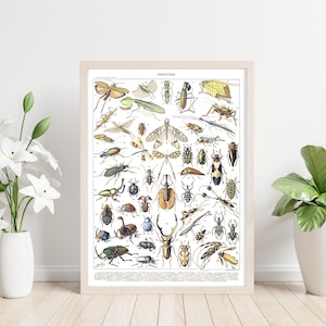 Insect Species Printable Wall Art. Insect Collection. Vintage Illustration of Insects. Digital File for Home or Office Decor. Learn Insects.