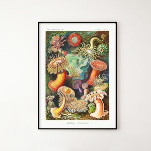 Haeckel Actiniae Wall Art Poster Digital File, Marine Species, Marine Life, Sea Life Home Office Decor, Science Art Poster, Biologist Gift