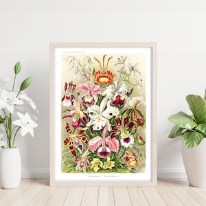 Op de afbeelding: Een ingelijste botanische prent met een levendige illustratie van verschillende orchideeënsoorten. Het kunstwerk toont een gevarieerde reeks orchideeën in roze, wit, rood en geel, met gedetailleerde botanische labels. De prent staat tegen een neutrale achtergrond.
