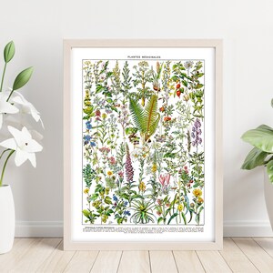 Heilkräuter und Pflanzenarten. Wissenschaftliche Illustration von Heilpflanzen und Heilpflanzen. Druckbare Wand Kunst Digitale Datei