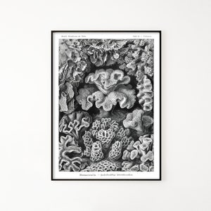 Archivo imprimible de especies de coral, ilustración vintage de Haeckel Hexacoralla de 1889, arte mural, decoración de coral para el hogar y la oficina, póster de arte científico para regalo