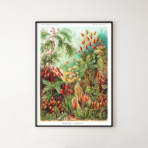 Ilustración vintage de especies de flores, Haeckel Muscinae 1889, arte mural imprimible, póster de arte floral para decoración del hogar y la oficina, archivo digital