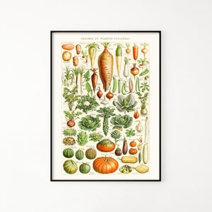 Vegetable Species Printable Wall Art. Vintage Illustration of Vegetables ca. 1900. Gardening Biology Poster for Home, Kitchen Decor.