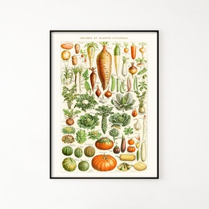 Arte de pared imprimible de especies vegetales. Ilustración vintage de verduras ca. 1900. Cartel de biología de jardinería para decoración del hogar y la cocina.