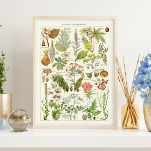 Giftige Kräuter und Pflanzenarten. Vintage Illustration von gefährlichen Blumen und Pflanzen. Druckbare digitale botanische Wandkunst.