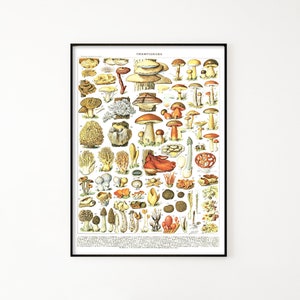 Vintage Illustration of Mushrooms #2, Champignons Poster, Mushroom Species. Printable Wall Art, Digital File for Home Office Decor