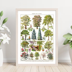 Póster de especies de árboles ornamentales 1. Arte mural imprimible. Ilustración vintage de árboles ornamentales. Descarga instantánea para decoración y educación.