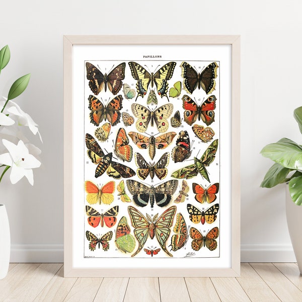 Butterfly Species Poster ll. Printable Wall Art. Vintage Illustration of Butterflies. Digital File for Decor, Education or Stickers.