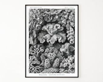 Hexacoralla-vintage style archival print
