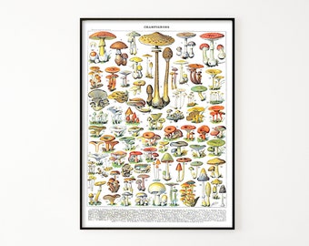 Vintage Mushroom Species Plate #1. Printable Wall Art, Vintage Illustration of Fungi, Digital File for Home Office Decor