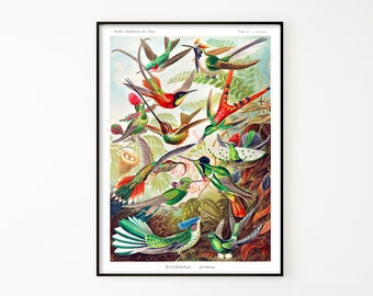 Puede incluir: Una impresión vintage enmarcada que presenta una ilustración detallada de varias especies de colibríes. La obra de arte muestra colibríes en vuelo, con colores vibrantes que incluyen verde, rojo y azul. La impresión incluye nombres científicos y elementos botánicos.