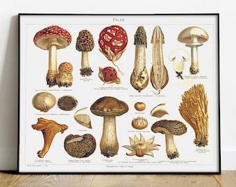 Paddenstoelensoorten en namen. Duitse paddestoelposter. Vintage illustratie voor thuis en op kantoor Decor. Leer paddestoelen afdrukken.