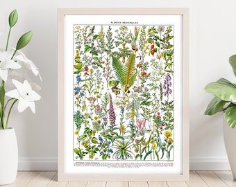 Medicinal Herbs and Plants Species. Vintage Scientific Illustration of Medicinal Flowers and Healing Plants. Printable Wall Art Digital File