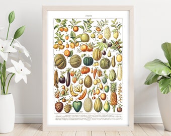 May include: A framed vintage botanical print titled "FRUITS" featuring a detailed illustration of various fruits. The print showcases a variety of colorful fruits, including oranges, melons, bananas, and pineapples, with scientific labels.