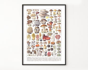 Paddenstoelensoort #5 Vintage illustratie ca. 1900. Afdrukbare muurkunst. Identificatieposter met paddenstoelen. Digitaal bestand voor thuiskantoorinrichting.
