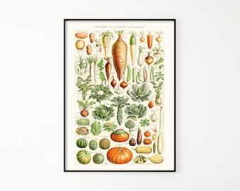 Vegetable Species Printable Wall Art. Vintage Illustration of Vegetables ca. 1900. Gardening Biology Poster for Home, Kitchen Decor.