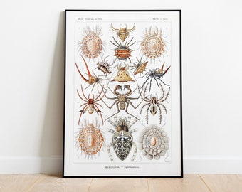 Spider Species Printable Wall Art. Arachnid Collection. Vintage Illustration of Spiders. Digital File for Home or Office Decor and Education