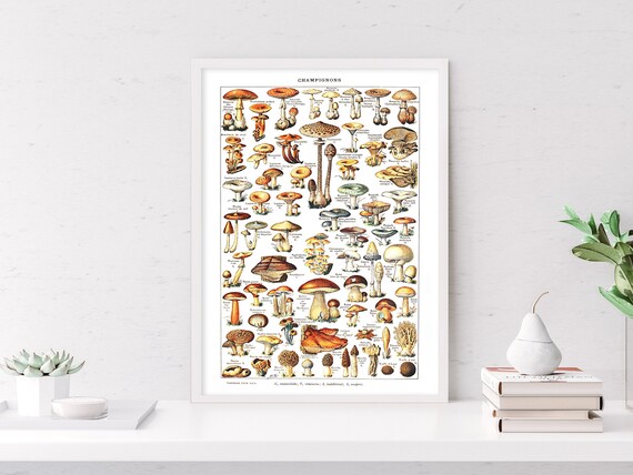 Vintage Illustration of Mushroom Species Adolphe Millot | Etsy