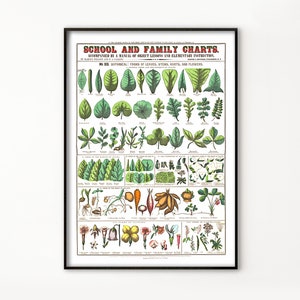 Folhas, raízes e tipos de flores. Cartaz da escola vintage. Aprenda plantas. Carta Botânica. Impressão da Escola de Biologia. Cartaz de jardinagem.