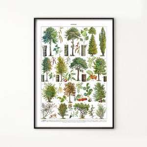 May include: A vintage botanical illustration of various trees, shrubs, and plants. The image is labeled "BAUMER" and features detailed drawings of different species, including their leaves, flowers, and fruits.