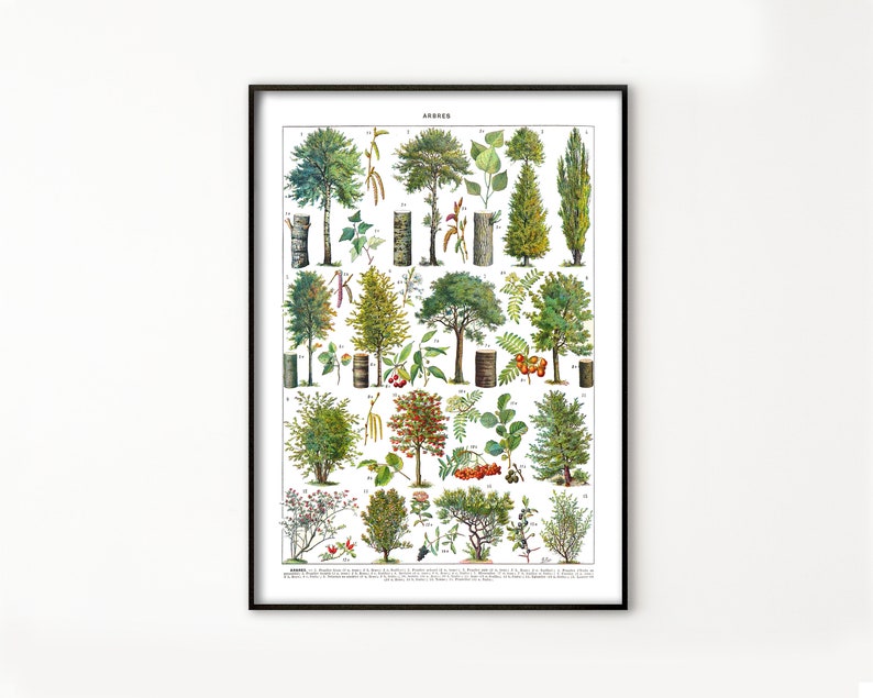 May include: A vintage botanical illustration of various trees, shrubs, and plants. The image is labeled "BAUMER" and features detailed drawings of different species, including their leaves, flowers, and fruits.