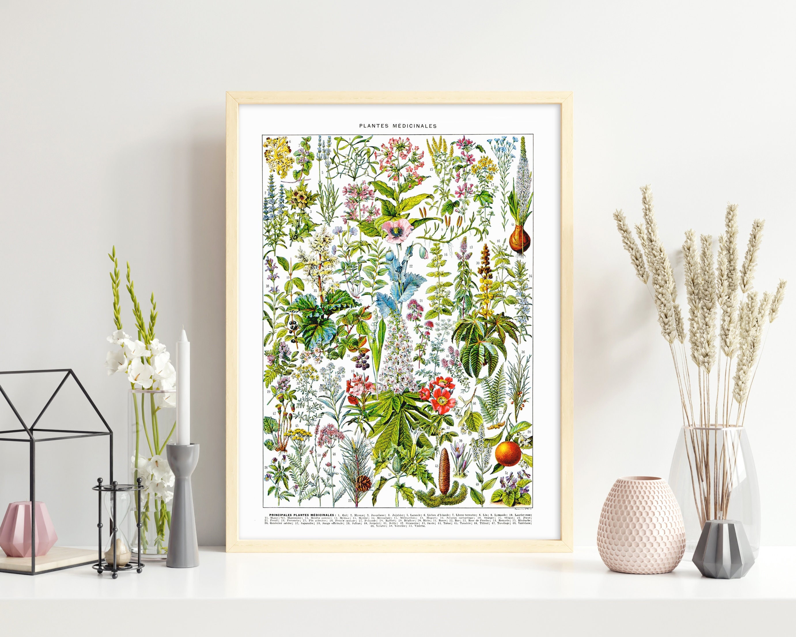 Medicinal Herbs and Plants Species ll. Vintage Scientific Illustration of Medicinal Flowers and Healing Plants. Flower Wall Art Collection.