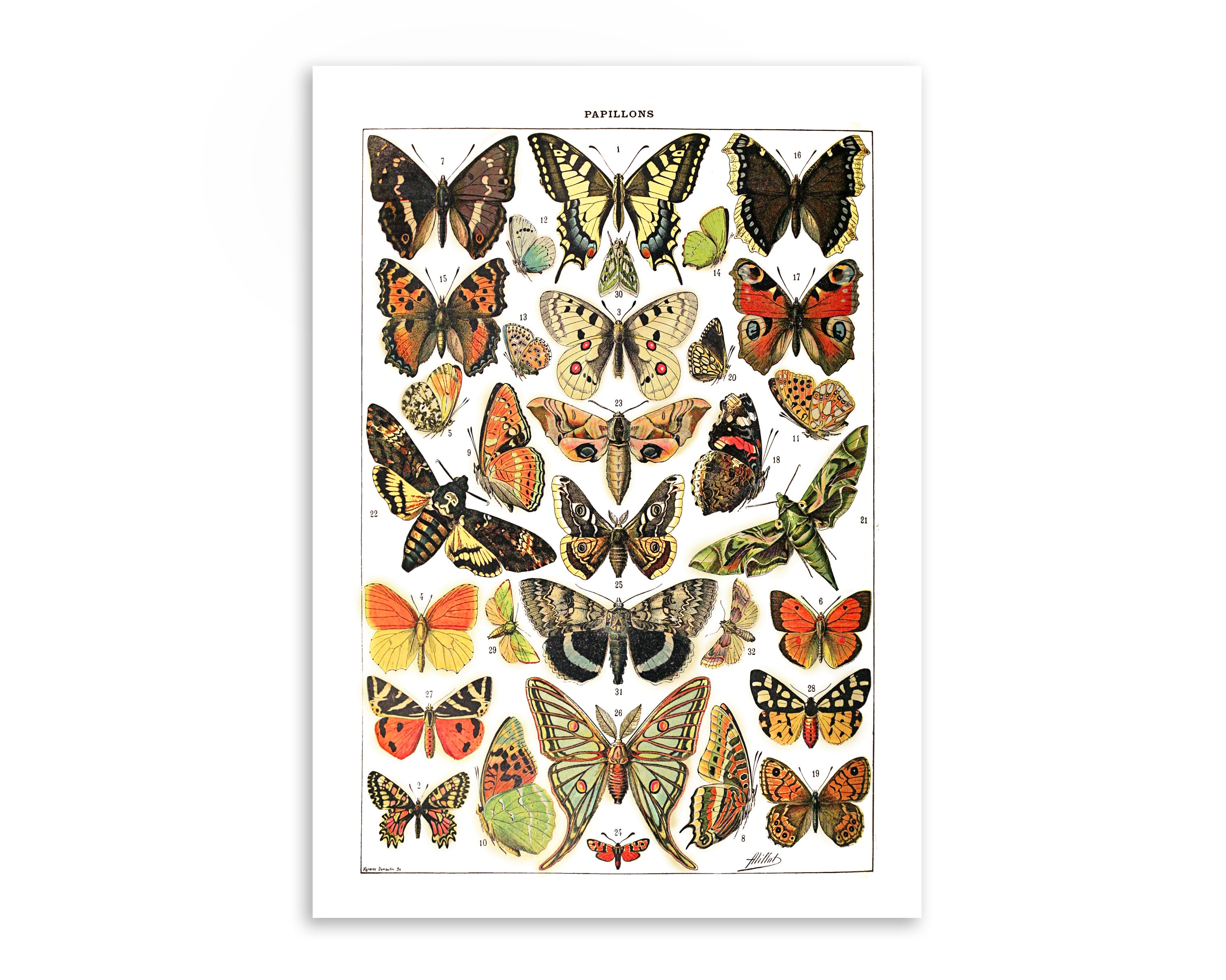 Butterfly Species Poster Ll. Printable Wall Art. Vintage Illustration