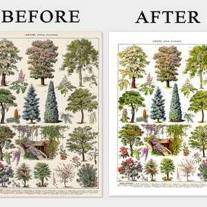 May include: A vintage botanical print featuring various tree species, labeled in French. The illustration showcases detailed drawings of different trees, including their leaves, flowers, and overall structure. The print has a cream-colored background and is labeled "BEFORE" and "AFTER".