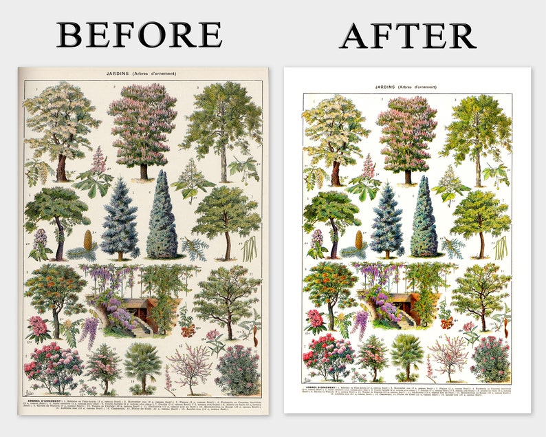 May include: A vintage botanical print featuring various tree species, labeled in French. The illustration showcases detailed drawings of different trees, including their leaves, flowers, and overall structure. The print has a cream-colored background and is labeled "BEFORE" and "AFTER".