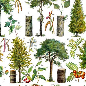 May include: A vintage botanical illustration featuring various tree species. The illustration includes detailed drawings of the trees, leaves, flowers, and fruits. The trees are labeled with numbers and letters.