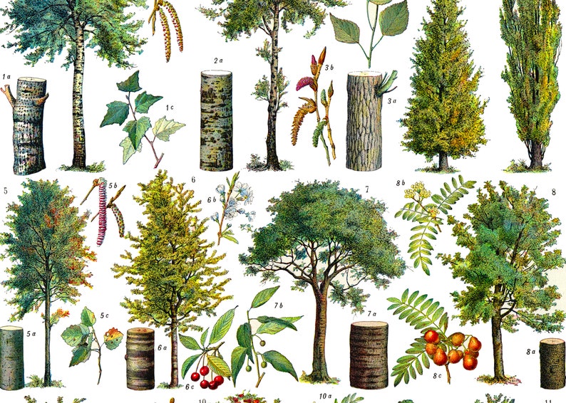 May include: A vintage botanical illustration featuring various tree species. The illustration includes detailed drawings of the trees, leaves, flowers, and fruits. The trees are labeled with numbers and letters.