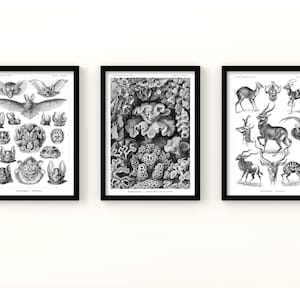 Pacote de pôsteres vintage de biologia. Esboços de espécies para impressão. Ilustrações científicas de morcegos, antílopes e corais para decoração e educação.
