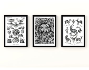 Vintage Biology Poster Bundle. Printable Sketches of Species. Scientific Illustrations of Bats, Antelopes and Corals for Decor and Education