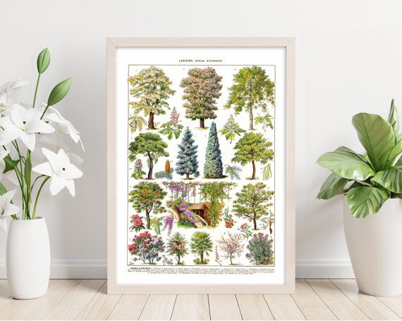 Ornamental Tree Species Poster lI. Printable Wall Art. Vintage Illustration of Decorative Trees. Instant Download for Decor and Education.