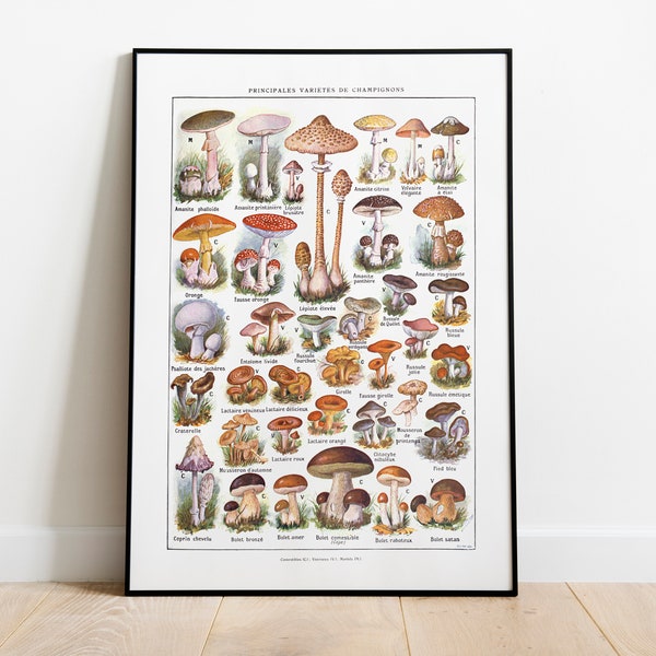 Mushroom Species and Types #6. Comestible, Poisonous and Deadly Mushrooms. Vintage Illustration for Home and Office Decor. Learn Mushrooms.