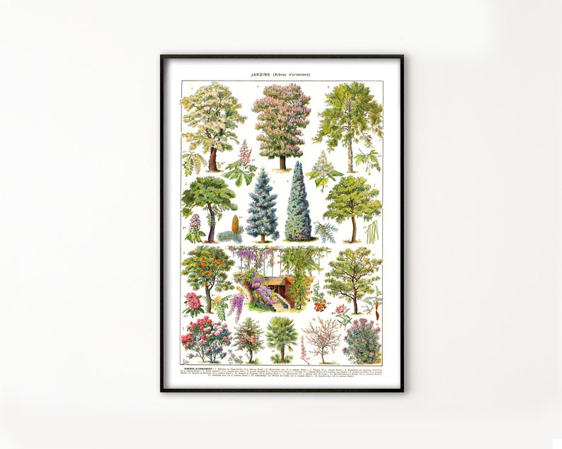 May include: A framed botanical print featuring a detailed illustration of various trees. The print showcases a variety of tree species, each labeled with a number. The artwork is in a vintage style, with vibrant colors and intricate details, perfect for nature enthusiasts.