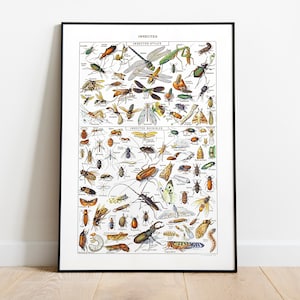 Insect Species, Printable Wall Art. Useful and Harmful Insect List. Vintage Illustration of Insects. Learn Insects. French Poster.
