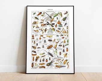 Insect Species, Printable Wall Art. Useful and Harmful Insect List. Vintage Illustration of Insects. Learn Insects. French Poster.