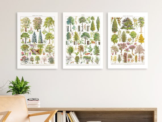 Ornamental Trees Species Poster Bundle. Printable Wall Art. Vintage Illustration of Decorative Trees. Digital Files for Decor and Education.