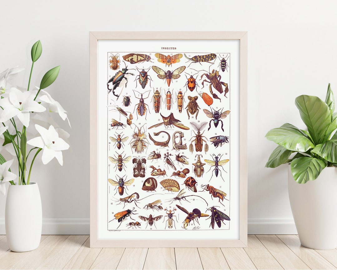 Insect Species #2 Printable Wall Art. Insect Collection. Vintage ...