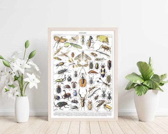 Insect Species Printable Wall Art. Insect Collection. Vintage - Etsy