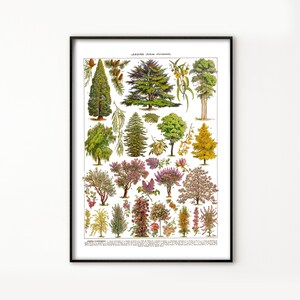 May include: A vintage botanical illustration featuring a variety of trees and shrubs. The print showcases a diverse collection of foliage, including evergreen conifers, flowering trees, and deciduous trees. The illustration is in a detailed, realistic style with vibrant colors.
