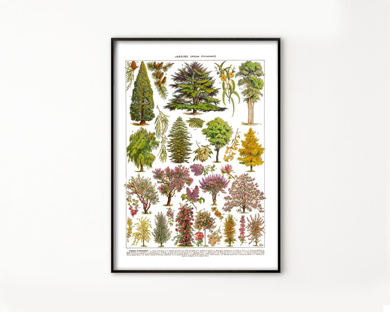 May include: A vintage botanical illustration featuring a variety of trees and shrubs. The print showcases a diverse collection of foliage, including evergreen conifers, flowering trees, and deciduous trees. The illustration is in a detailed, realistic style with vibrant colors.