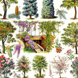 May include: A vintage botanical illustration featuring various tree species. The image showcases detailed drawings of trees with their leaves, flowers, and fruits, including a wisteria-covered structure and a palm tree. The color palette includes greens, pinks, and browns.
