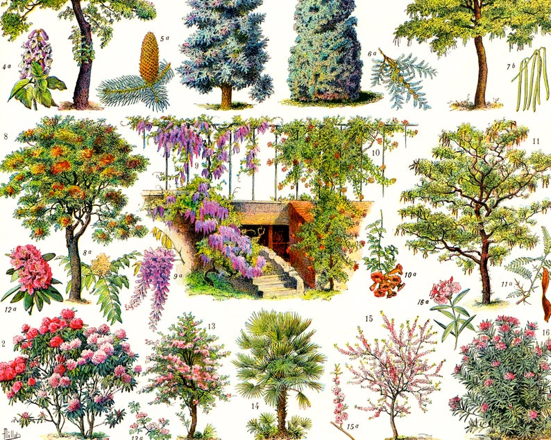 May include: A vintage botanical illustration featuring various tree species. The image showcases detailed drawings of trees with their leaves, flowers, and fruits, including a wisteria-covered structure and a palm tree. The color palette includes greens, pinks, and browns.
